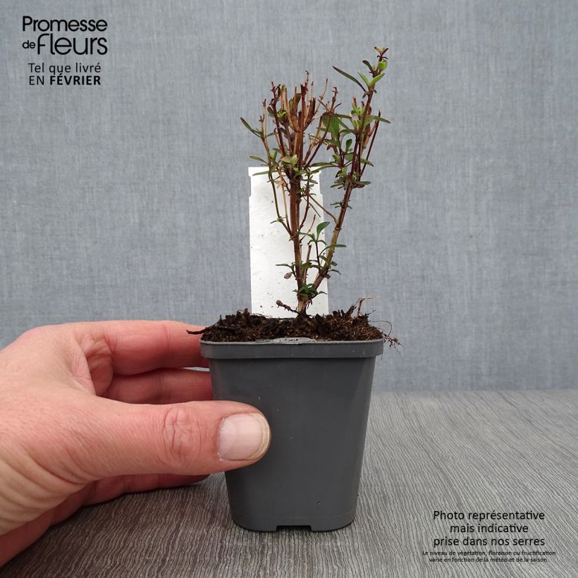 Salvia&#x20;jamensis&#x20;Violette&#x20;de&#x20;Loire&#x20;7&#x2F;8&#x20;cm&#x20;pot&#x20;sample&#x20;as&#x20;delivered&#x20;in&#x20;winter