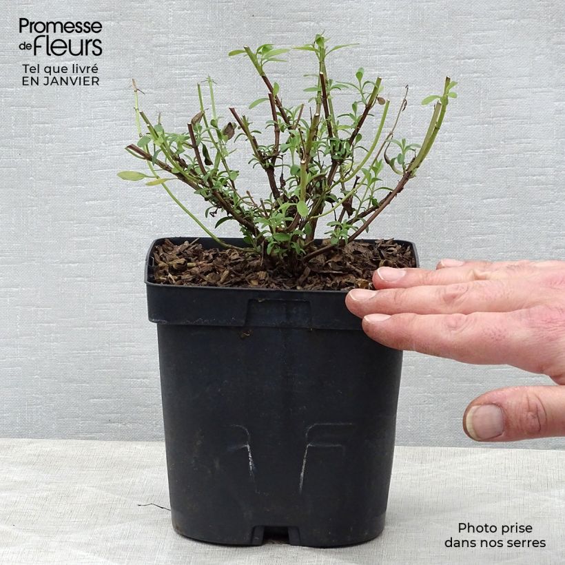 Salvia&#x20;jamensis&#x20;Violette&#x20;de&#x20;Loire&#x20;2L&#x2F;3L&#x20;pot&#x20;sample&#x20;as&#x20;delivered&#x20;in&#x20;winter