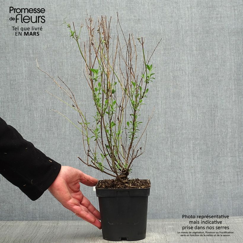 Salvia jamensis Violette de Loire 2L/3L pot sample as delivered in spring