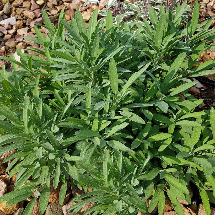 Salvia lavandulifolia (Plant habit)