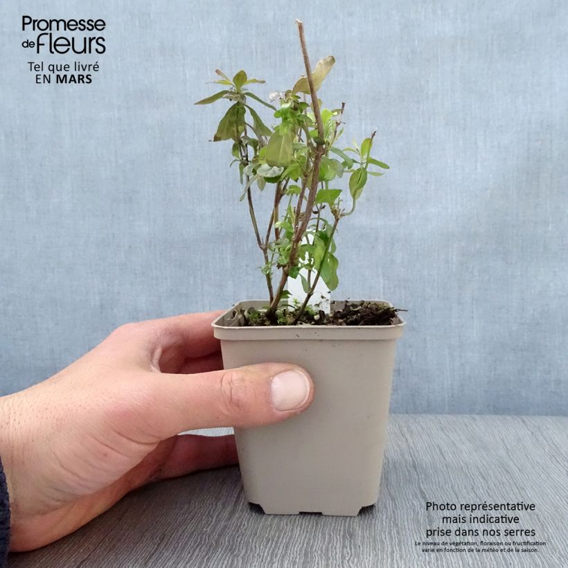 Salvia microphylla Delice Aquamarine 8/9 cm pot sample as delivered in spring