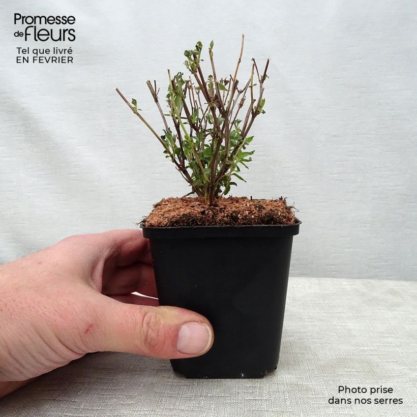 Salvia microphylla Little Kiss 8/9 cm pot sample as delivered in winter