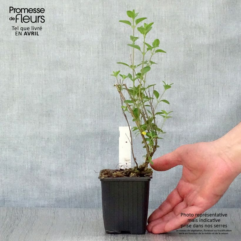 Salvia microphylla Royal Bumble 8/9 cm pot sample as delivered in spring