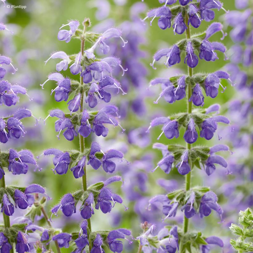 Salvia 'Bocofpea' Feathers Peacock - Perennial sage (Flowering)