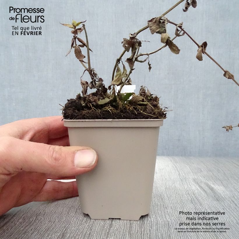 Salvia nemorosa Lubecca - Sauge des bois 8/9 cm pot sample as delivered in winter