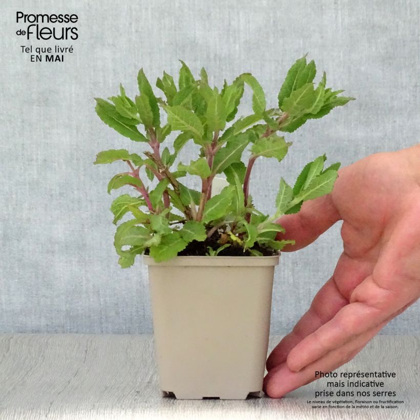 Salvia nemorosa Lubecca - Sauge des bois 8/9 cm pot sample as delivered in spring