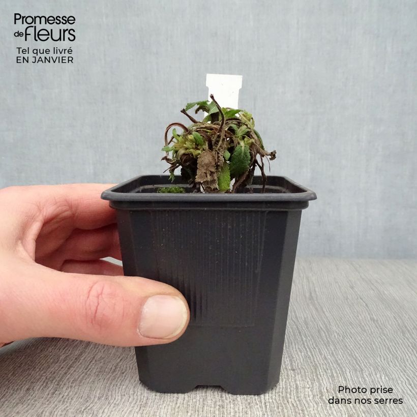 Salvia nemorosa Mainacht - Woodland Sage 8/9 cm pot sample as delivered in winter