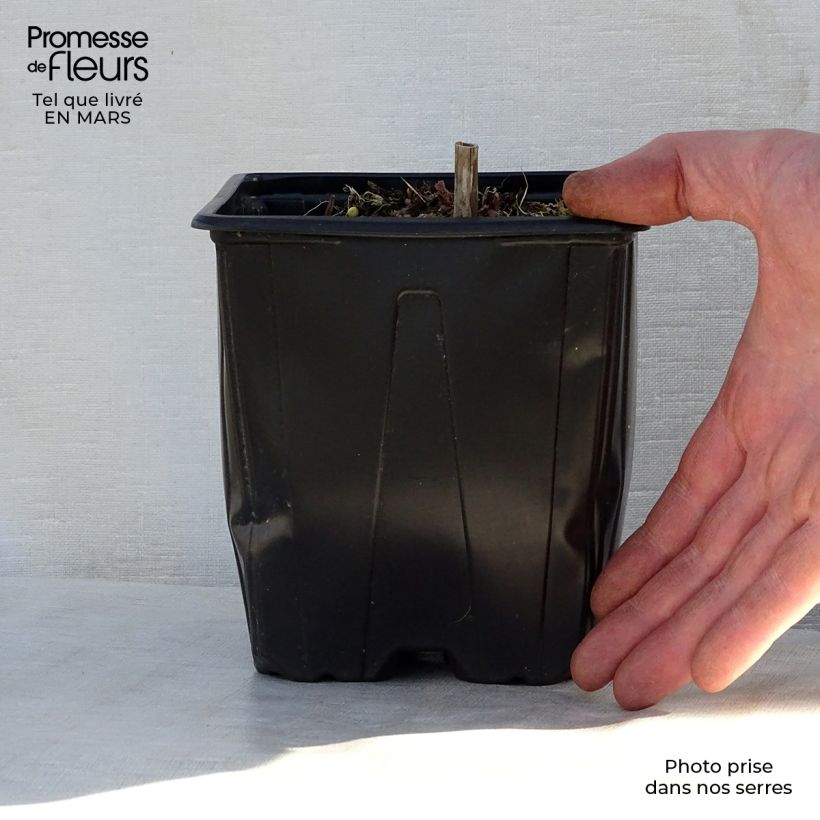 Salvia nemorosa Ostfriesland - Woodland Sage 2L/3L pot sample as delivered in spring