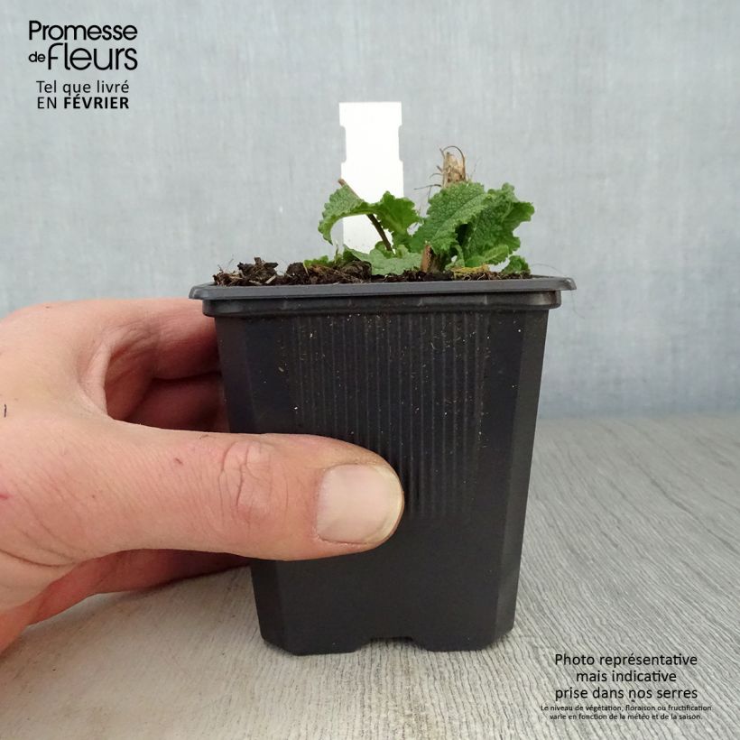 Salvia nemorosa Schneehügel - Woodland Sage 8/9 cm pot sample as delivered in winter