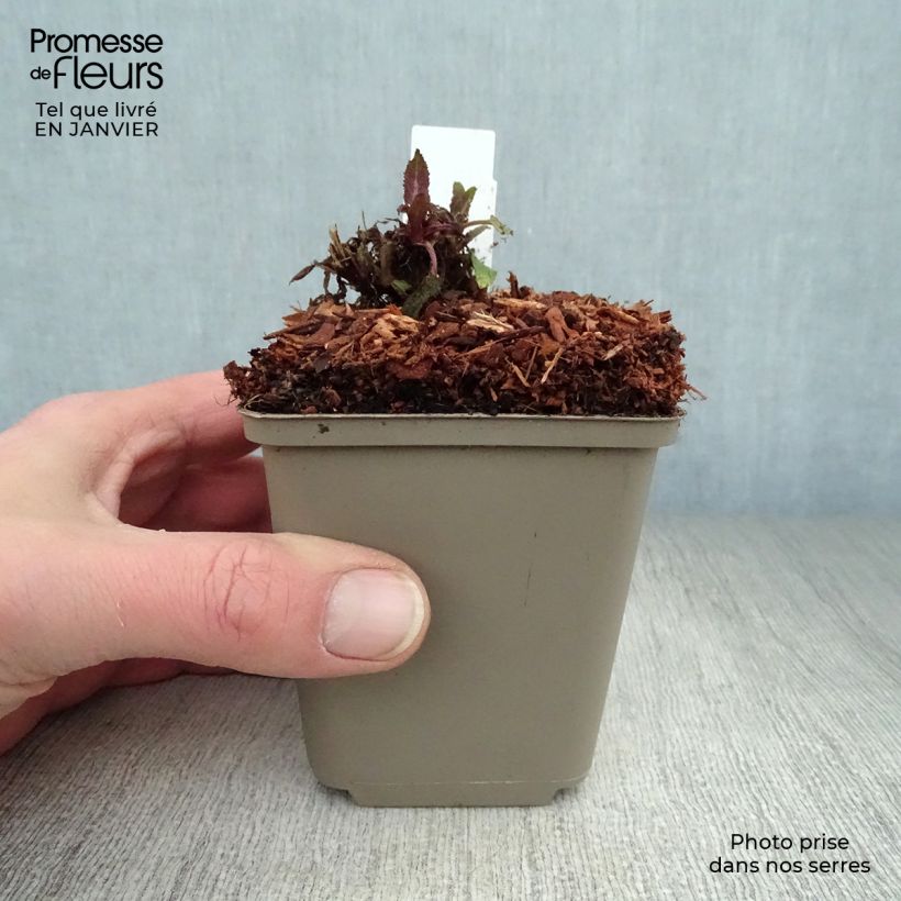 Salvia nemorosa Sensation Rose - Woodland Sage 8/9 cm pot sample as delivered in winter