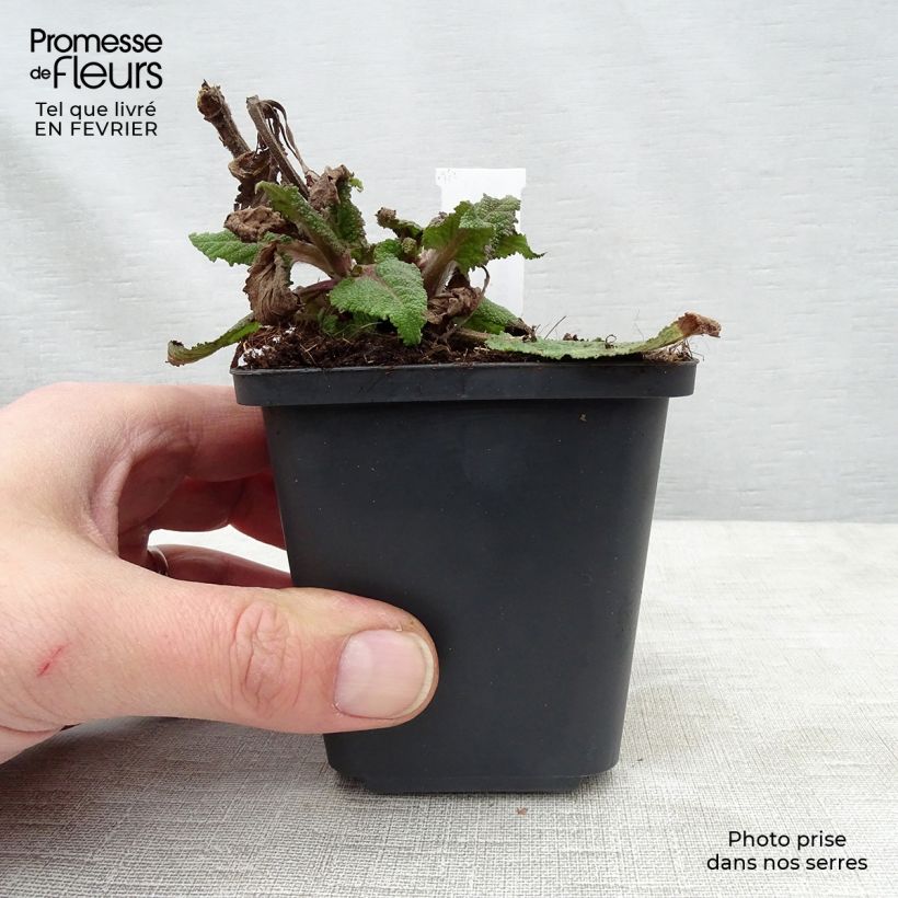 Salvia nemorosa Serenade - Woodland Sage 8/9 cm pot sample as delivered in winter