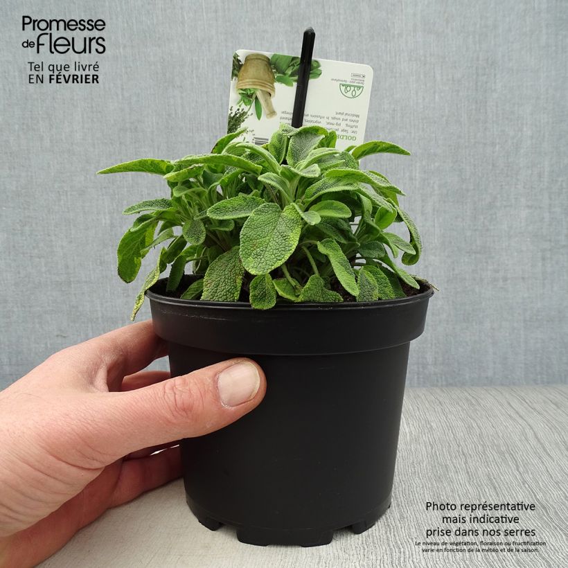 Salvia officinalis 'Icterina' 1.5L/2L pot sample as delivered in winter
