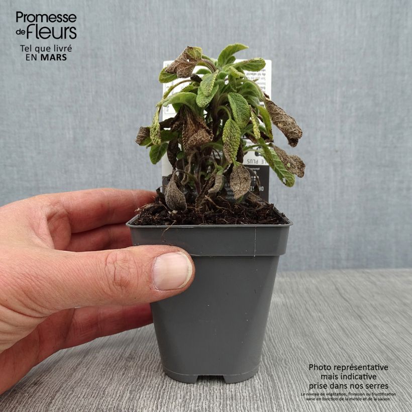 Salvia officinalis 'Icterina' 8/9 cm pot sample as delivered in winter