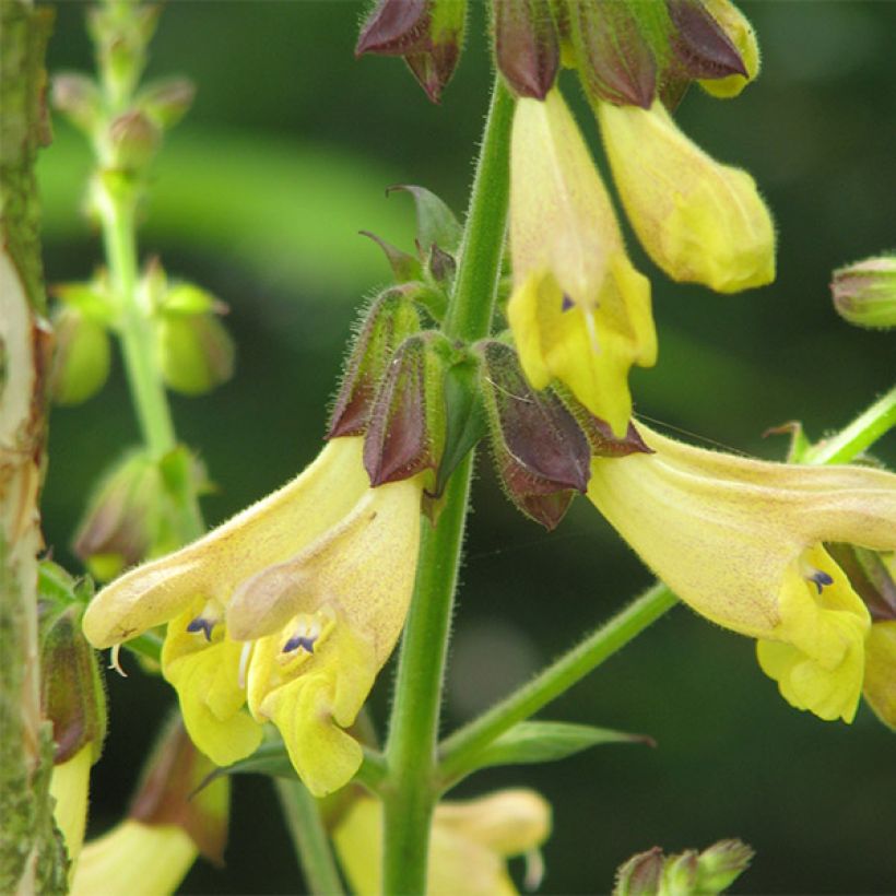 Salvia omeiana (Flowering)
