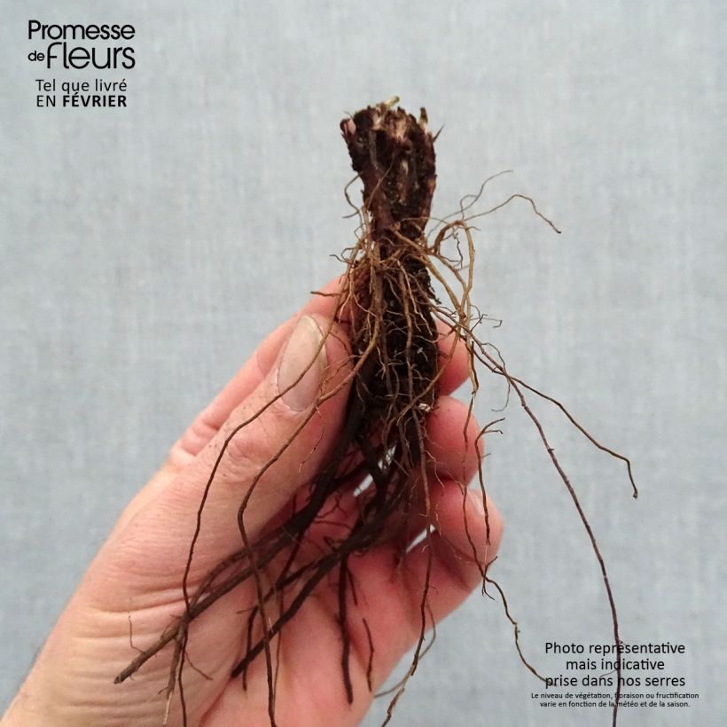 Salvia pratensis Lyrical Blues - Meadow Sage Bare root sample as delivered in winter
