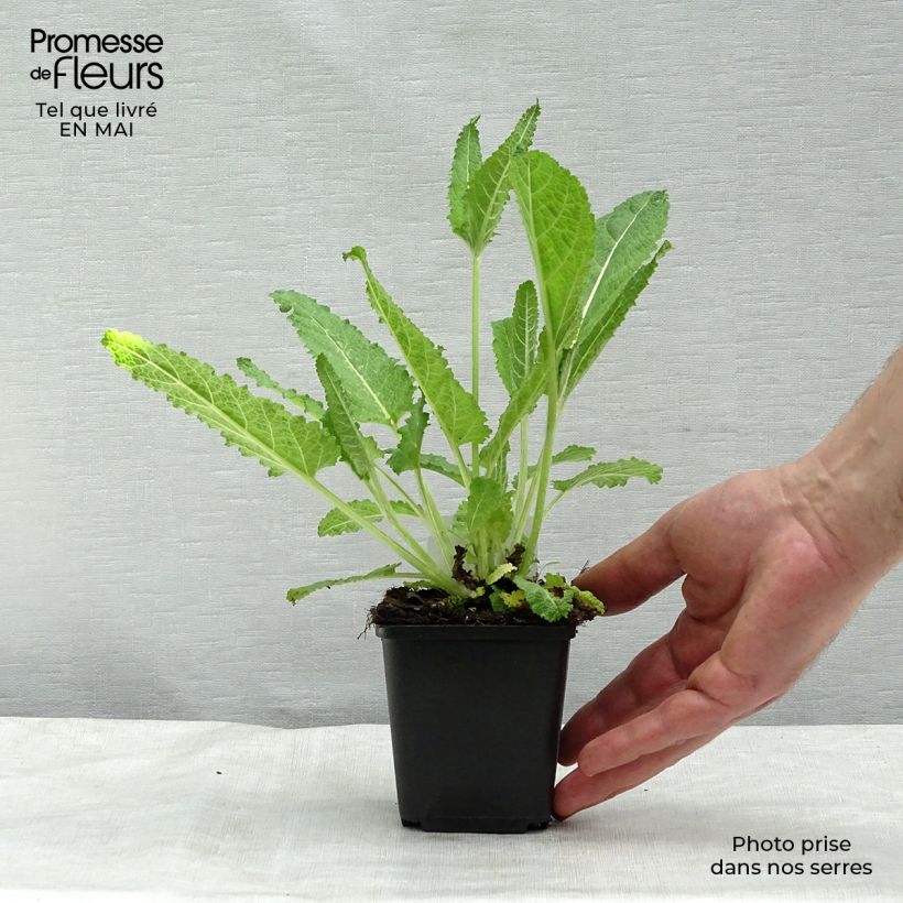 Salvia pratensis - Meadow Sage 8/9 cm pot sample as delivered in spring