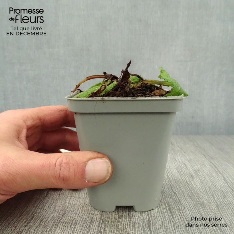Salvia pratensis - Meadow Sage 8/9 cm pot sample as delivered in winter