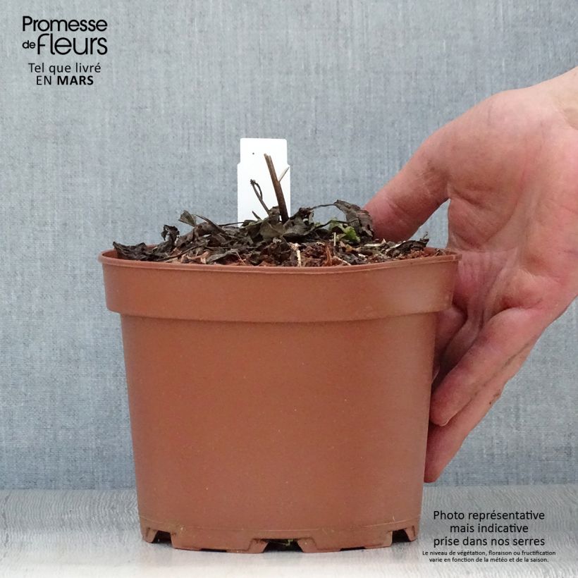 Salvia pratensis - Meadow Sage 2L/3L pot sample as delivered in spring