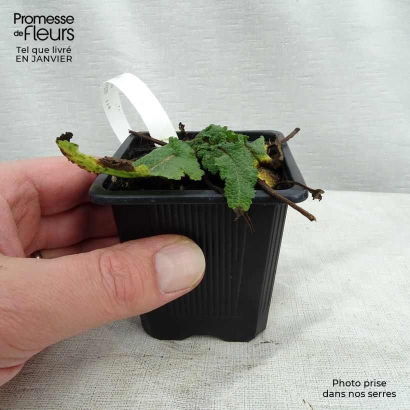 Salvia pratensis Sweet Esmeralda - Meadow Sage 8/9 cm pot sample as delivered in winter