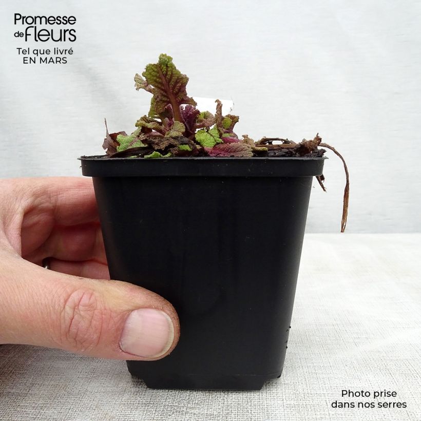 Salvia pratensis Twilight Serenade - Meadow Sage 8/9 cm pot sample as delivered in spring