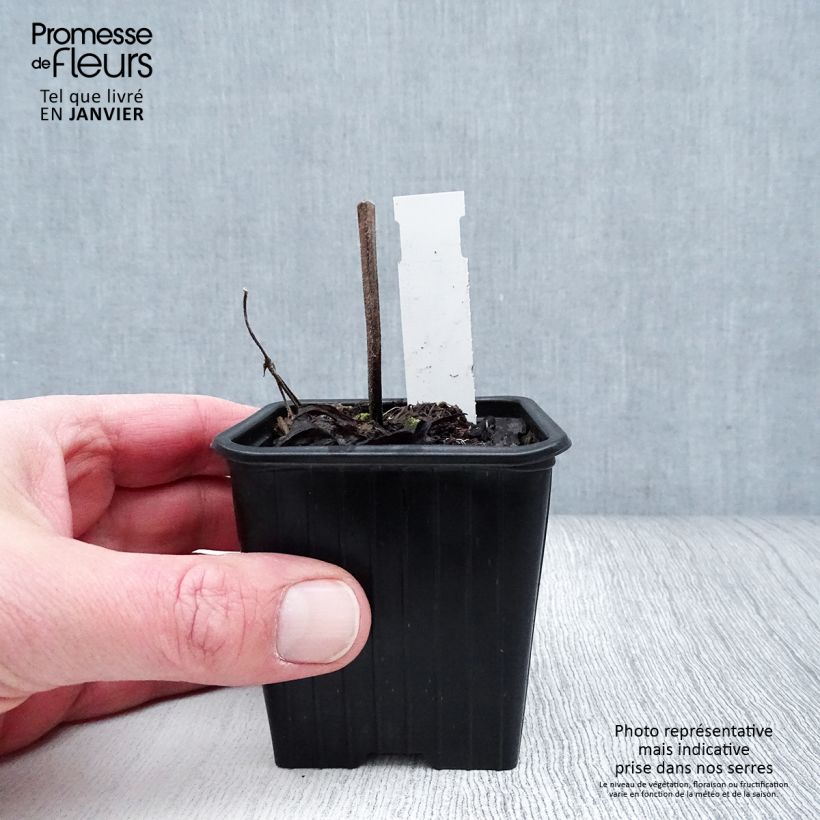 Salvia pratensis Fashionista Vanity Flair - Meadow Sage 8/9 cm pot sample as delivered in winter