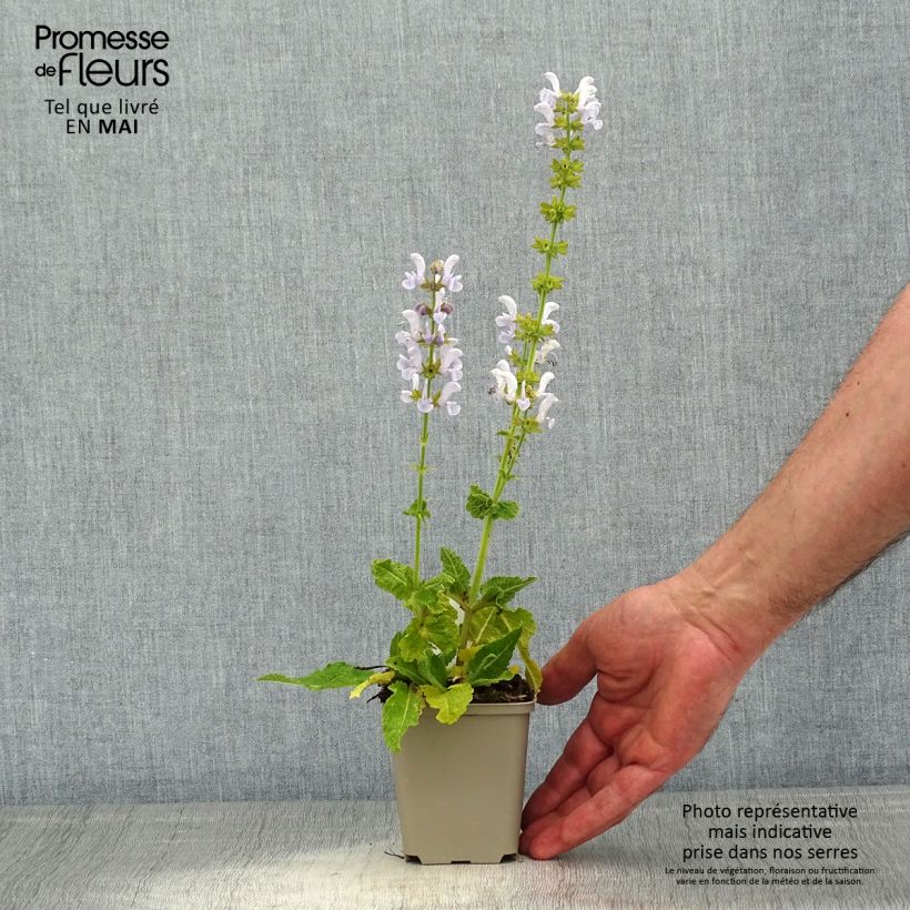 Salvia pratensis Fashionista Vanity Flair - Meadow Sage 8/9 cm pot sample as delivered in spring