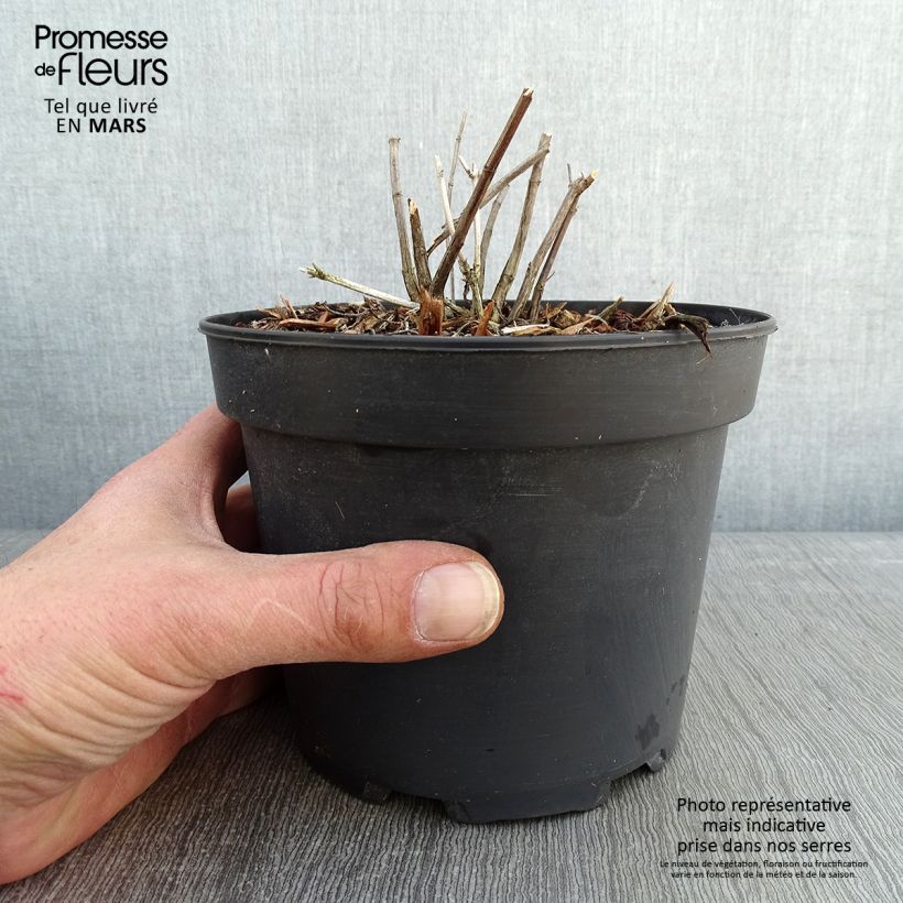 Salvia reptans 'West Texas Form' 2L/3L pot sample as delivered in winter