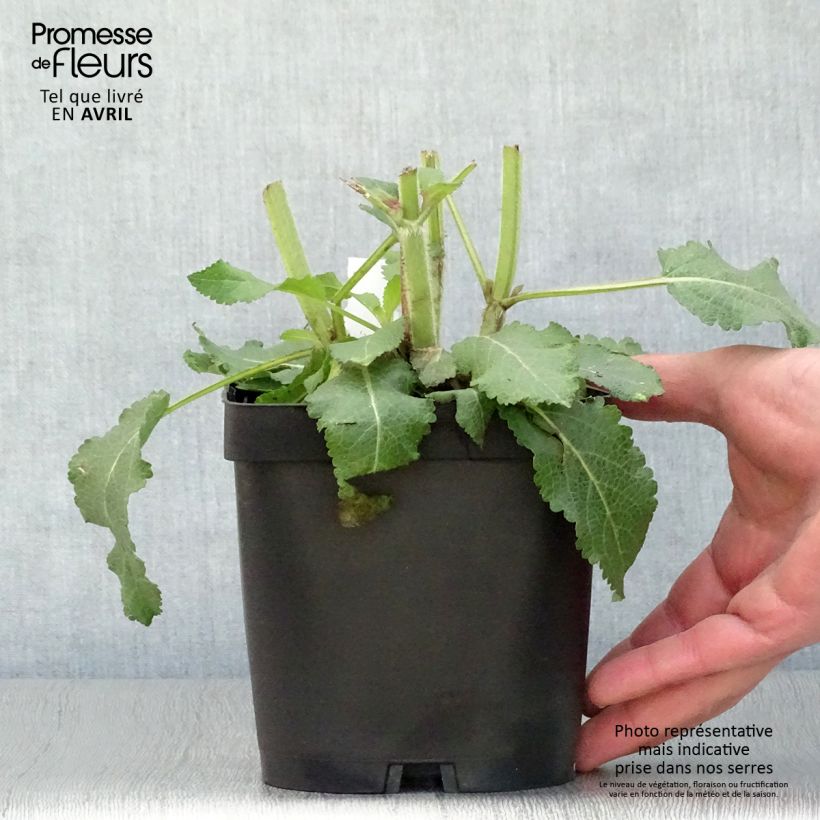 Salvia superba Queen of the Blues 2L/3L pot sample as delivered in spring