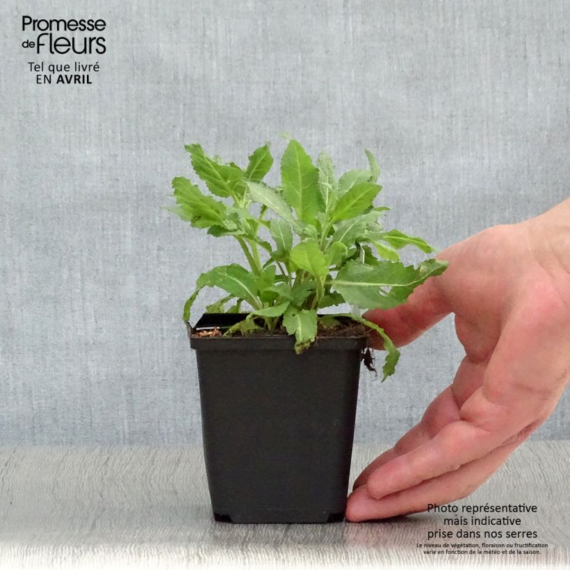 Salvia superba Rose Queen 8/9 cm pot sample as delivered in spring