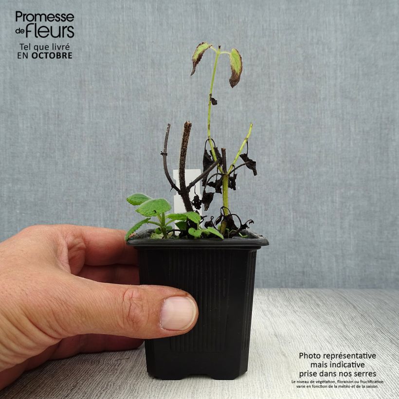 Salvia verticillata Hannays Blue 8/9 cm pot sample as delivered in autumn