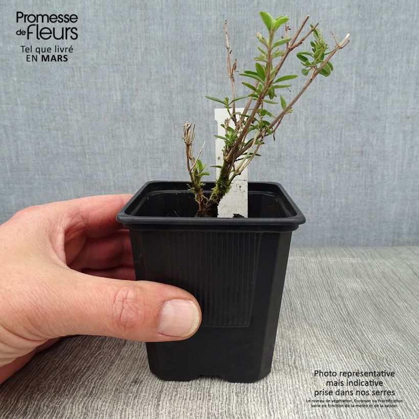 Salvia jamensis Delice Roselilac 8/9 cm pot sample as delivered in winter