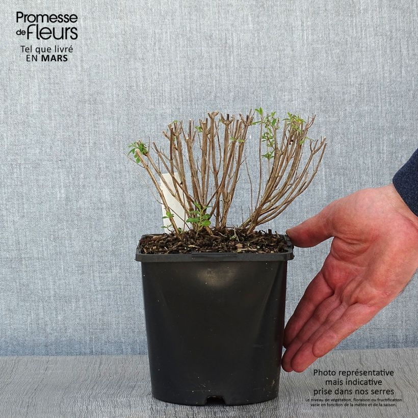 Salvia jamensis Delice Roselilac 2L/3L pot sample as delivered in winter