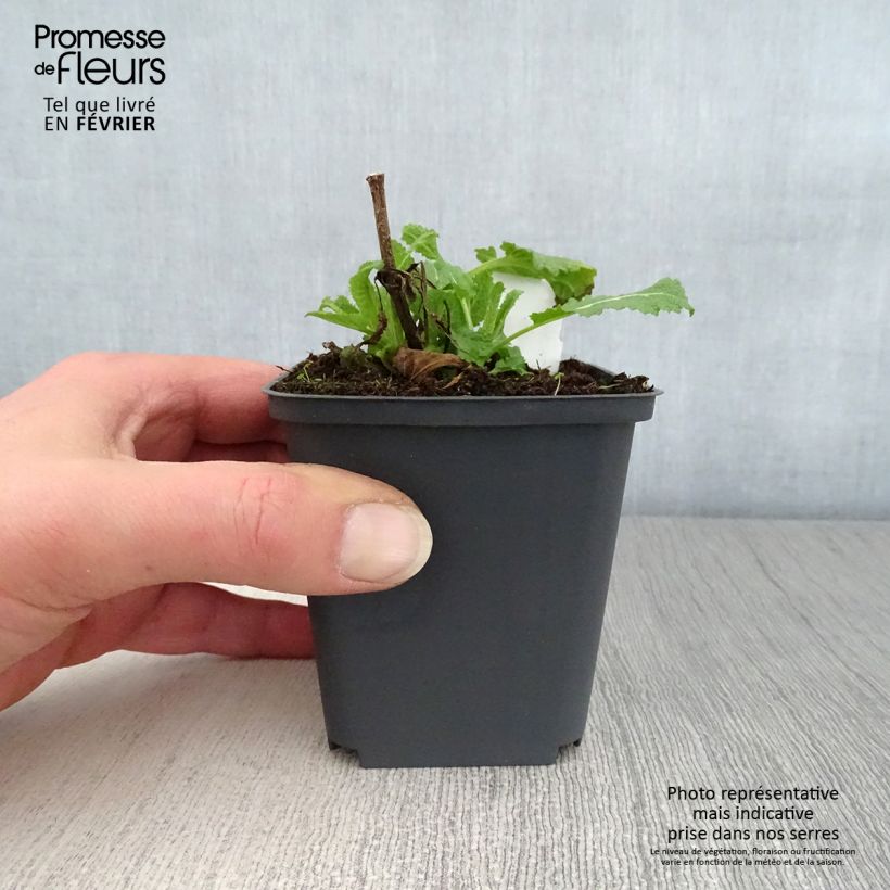 Salvia sylvestris Dear Anja 8/9 cm pot sample as delivered in winter