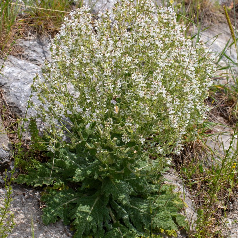 Salvia aethiopis - African sage (Plant habit)