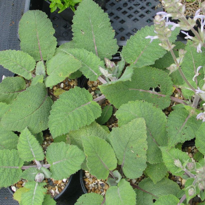Salvia moorcroftiana - Sage (Foliage)