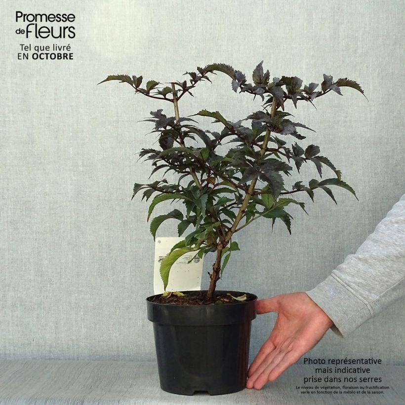 Sambucus nigra Black Tower - Black Elder 3L/4L pot sample as delivered in autumn