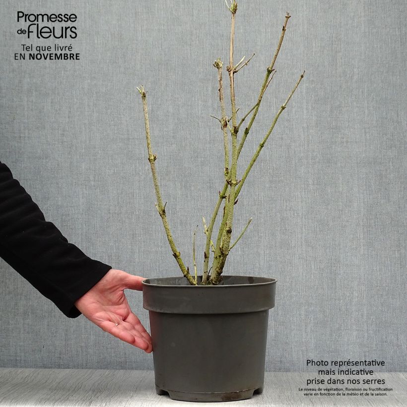 Sambucus nigra Golden Tower - Black Elder 7.5L/10L pot sample as delivered in autumn