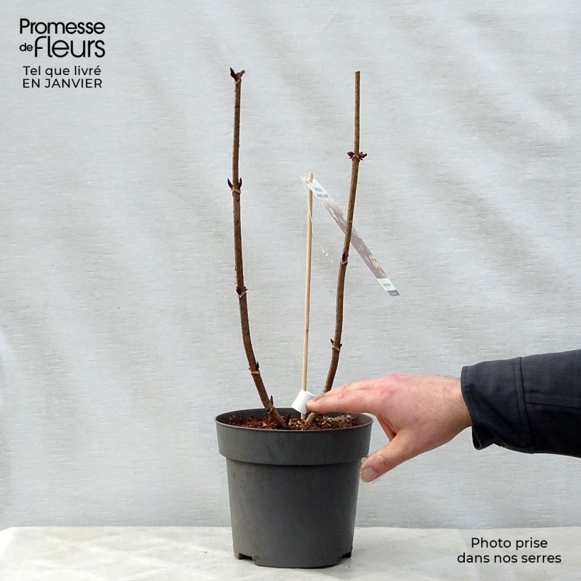 Sambucus nigra Serenade - Black Elder 3L/4L pot sample as delivered in winter