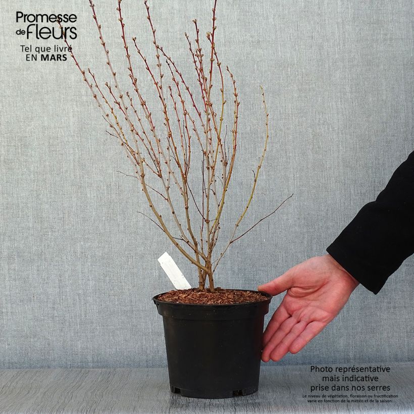 Sambucus nigra Thundercloud - Black Elder 3L/4L pot sample as delivered in winter
