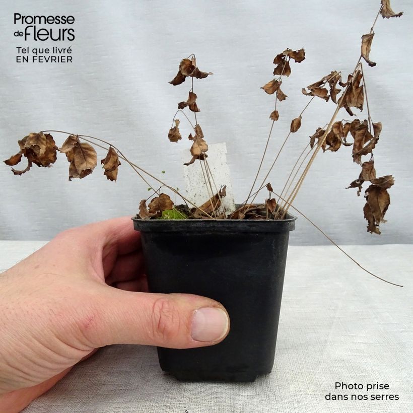 Sanguisorba tenuifolia Cangshan Cranberry 8/9 cm pot sample as delivered in winter