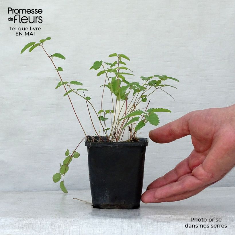 Sanguisorba tenuifolia Cangshan Cranberry 8/9 cm pot sample as delivered in spring