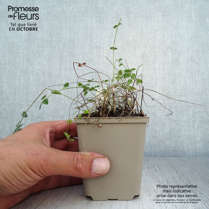 Sanguisorba officinalis Chocolate Tip 8/9 cm pot sample as delivered in autumn