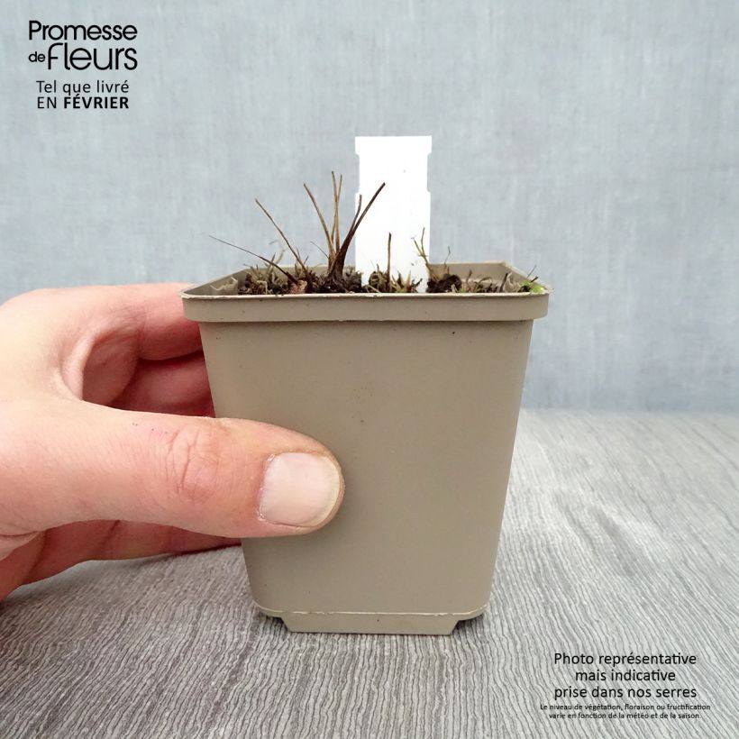 Sanguisorba Proud Mary 8/9 cm pot sample as delivered in winter