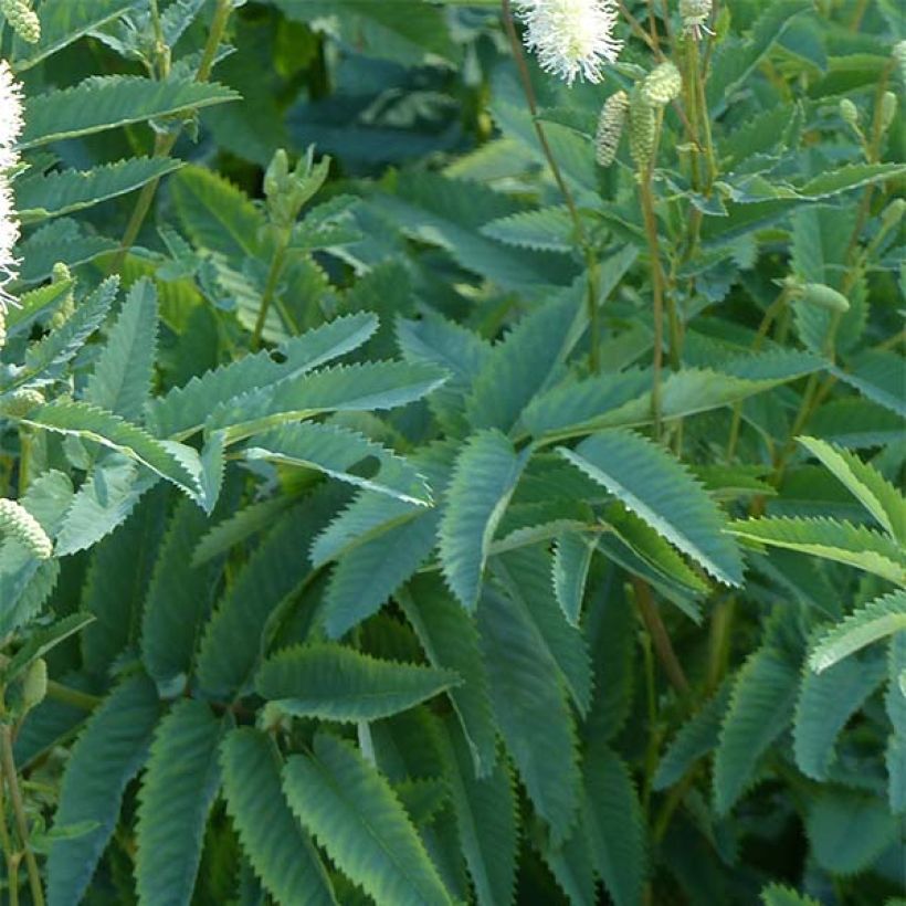 Sanguisorba canadensis  (Foliage)