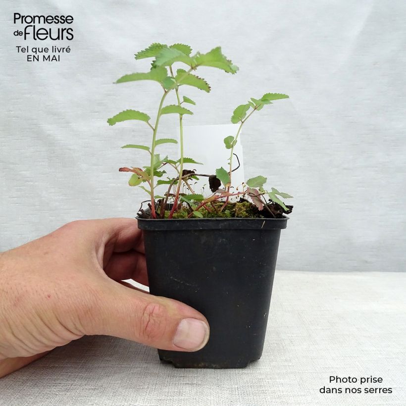 Sanguisorba canadensis  8/9 cm pot sample as delivered in spring