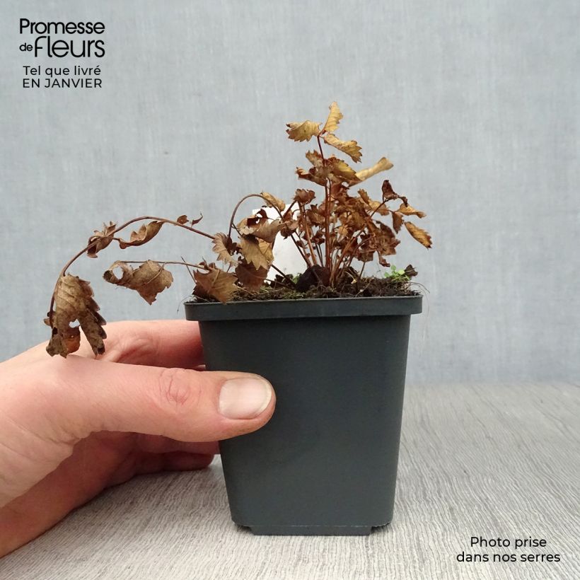 Sanguisorba hakusanensis 8/9 cm pot sample as delivered in winter