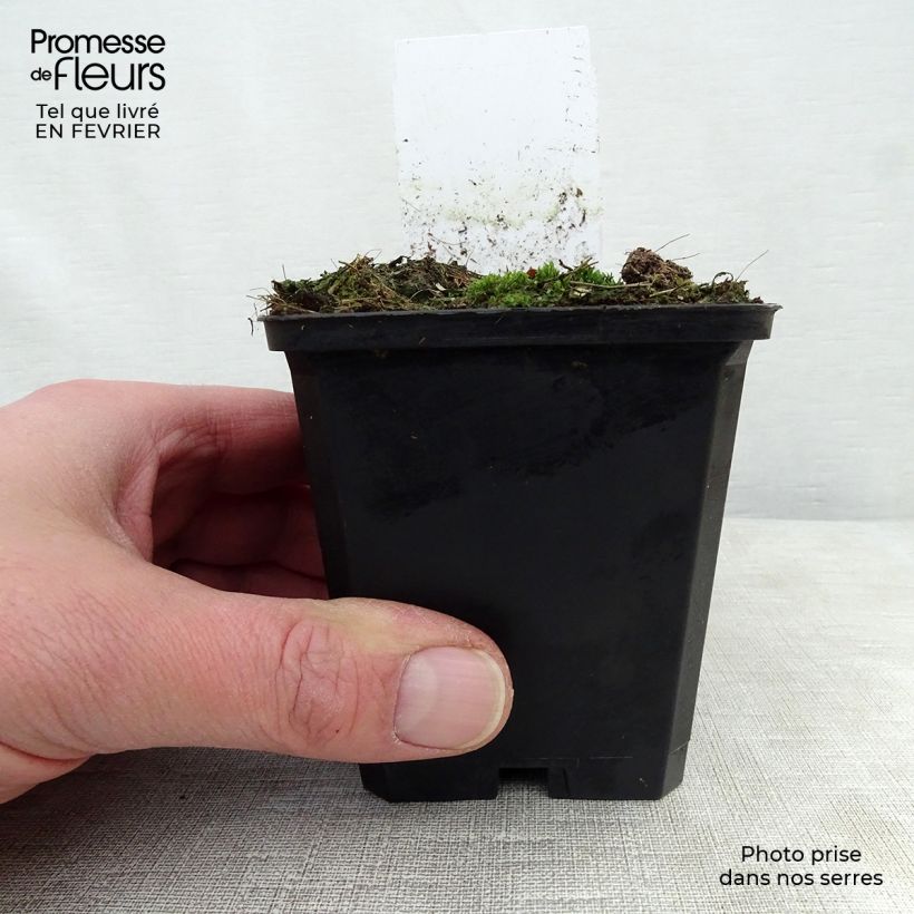 Sanguisorba menziesii 8/9 cm pot sample as delivered in winter