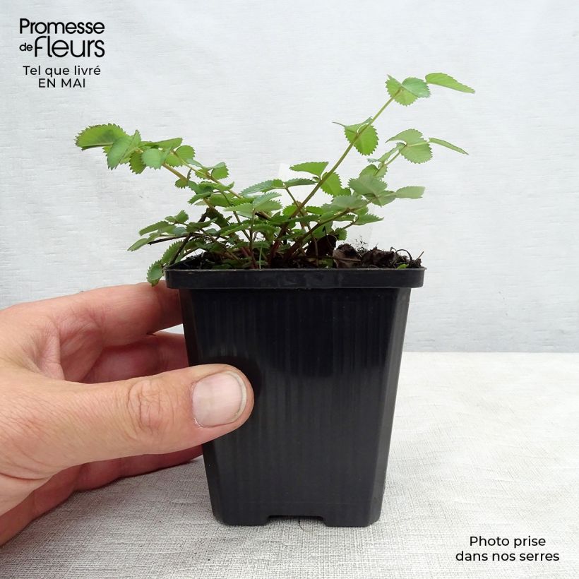 Sanguisorba menziesii 8/9 cm pot sample as delivered in spring