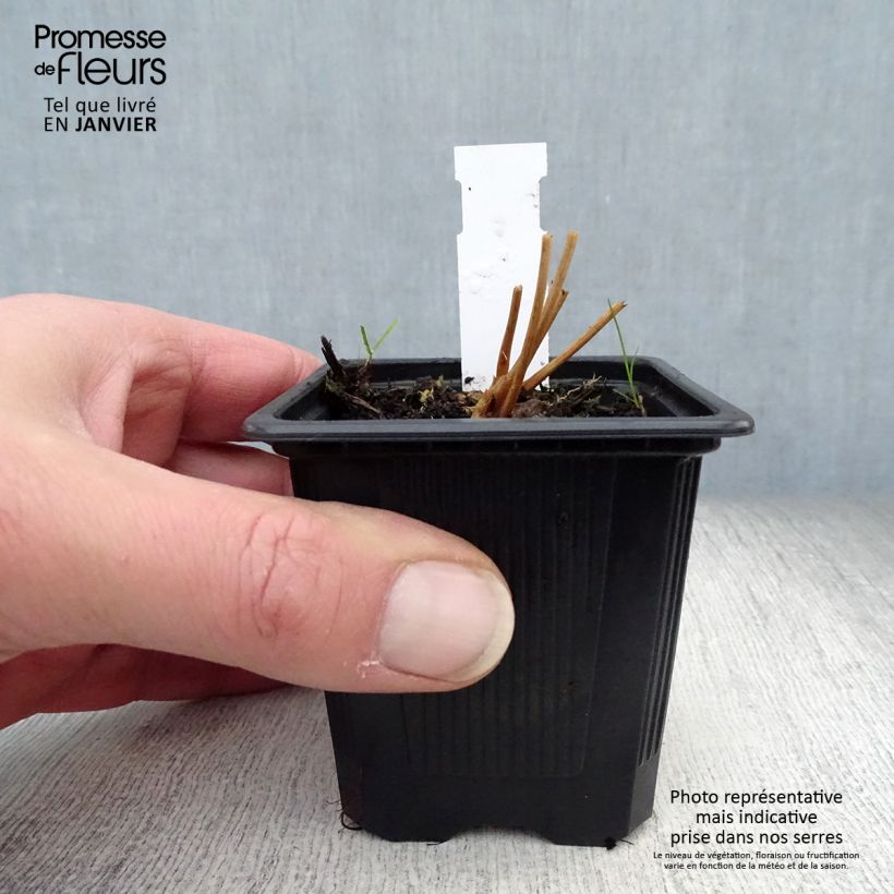 Sanguisorba obtusa 8/9 cm pot sample as delivered in winter