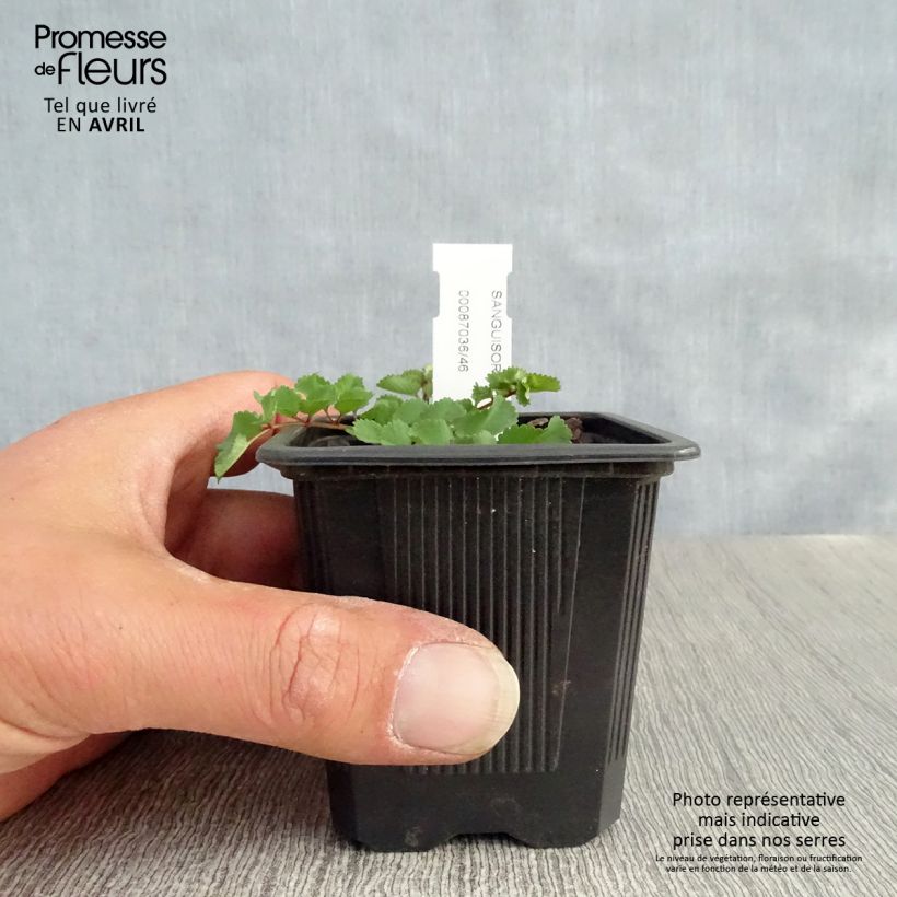 Sanguisorba obtusa 8/9 cm pot sample as delivered in spring